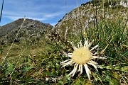 52 Carlina bianca (Carlina acaulis)